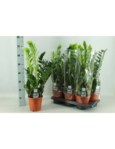 ZAMIOCULCAS C-17 (alt: 70cm+ / 5...