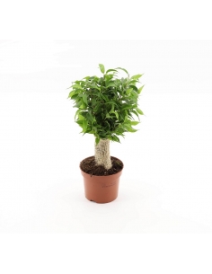 FICUS NATASJA JUTE C-12...