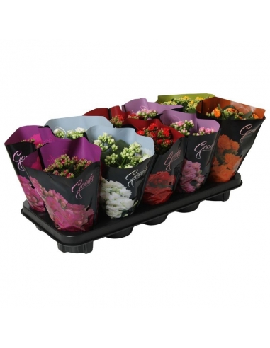 KALANCHOE FLOR DOBLE C-10.5 (alt:...