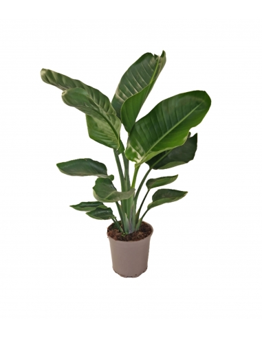 STRELITZIA AUGUSTA 3L / 2 tallos+...