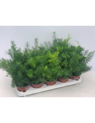 ESPARRAGUERA C-12 (alt: 25cm)...