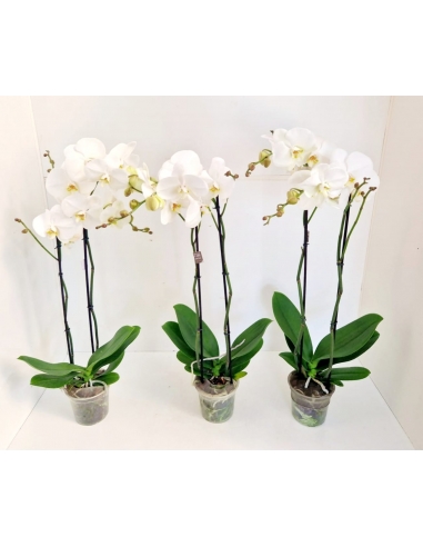 PHALAENOPSIS BLANCO C-15 / 2 varas...