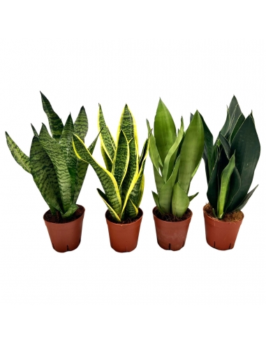 SANSEVIERIA MIX C-14 (alt: 50cm)...
