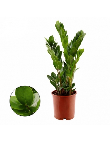 ZAMIOCULCAS C-14 (alt: 45cm / 5...