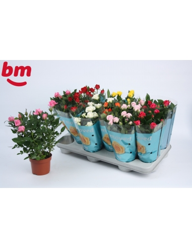C- ROSAL MINI MIX C-10.5 (alt: 24cm)