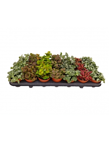 FITTONIA MIX C-8...