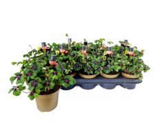 OXALIS TRIANGULARIS DECO...