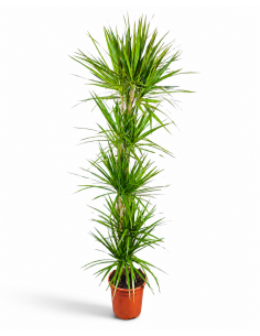 DRACENA MARGINATA C-22/ 5...