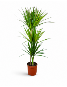 DRACENA MARGINATA C-19 / 3...