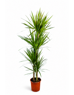 DRACENA MARGINATA C-21 / 4...