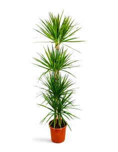 DRACENA MARGINATA C-22 / 4...