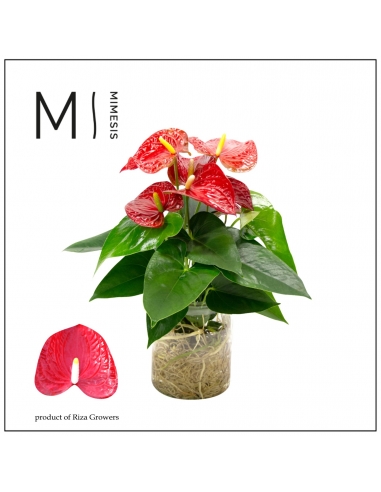 ANTHURIUM CRISTAL ROJO RAIZ DESNUDA...