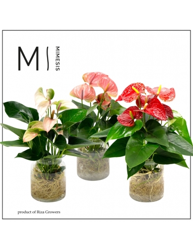 ANTHURIUM CRISTAL MIX C-14 (alt: 45cm)