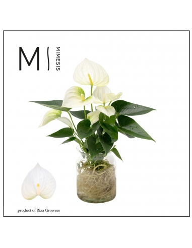 ANTHURIUM BLANCO RAIZ DESNUDA CRISTAL...