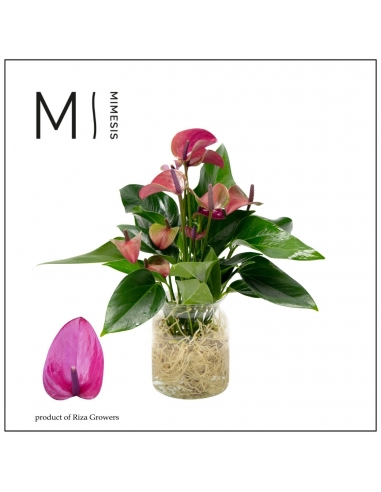 ANTHURIUM LILA RAIZ DESNUDA CRISTAL...