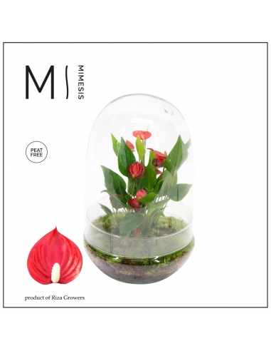 TERRARIO CRISTAL ANTHURIUM ROJO C-14...