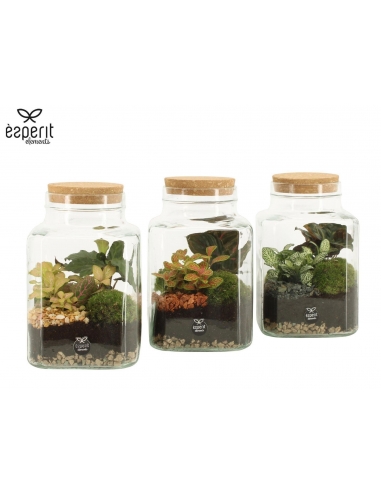 TERRARIO CRISTAL MIX C-13 (alt: 20cm)...