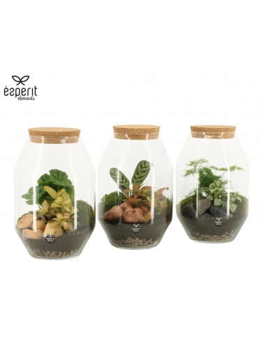 TERRARIO CRISTAL MIX C-17 (alt: 25cm)...