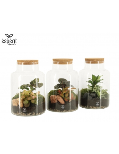 TERRARIO CRISTAL MIX C-17 (alt: 25cm)...
