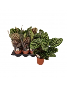 CALATHEA MAKOYANA C-14...