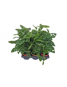 MONSTERA OBLIQUA C-12 (alt:...