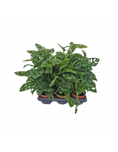 MONSTERA OBLIQUA C-12 (alt: 30cm)...