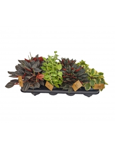 PEPEROMIA MIX C-12 (alt:...