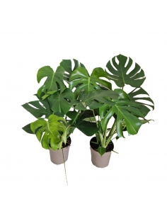 MONSTERA C-19 (alt: 75cm)...