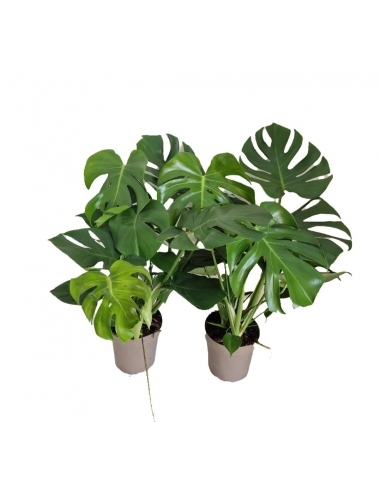 MONSTERA C-19 (alt: 75cm)...