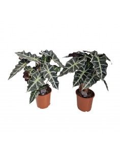 ALOCASIA POLLY C-17 (alt:...