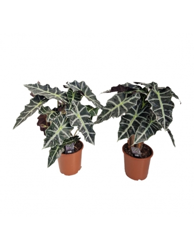 ALOCASIA POLLY C-17 (alt: 45cm)...