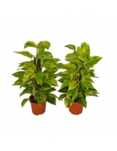 POTHOS TUTOR SUPER GOLDEN...