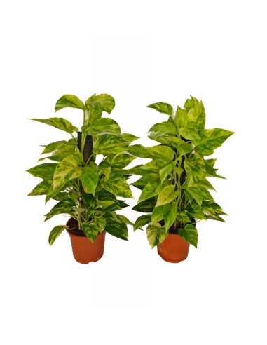 POTHOS TUTOR SUPER GOLDEN C-17 / alt...