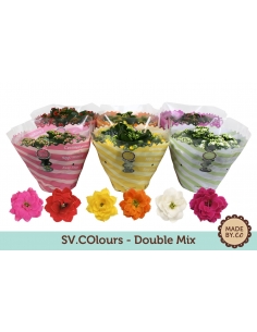 KALANCHOE FLOR DOBLE MIX...