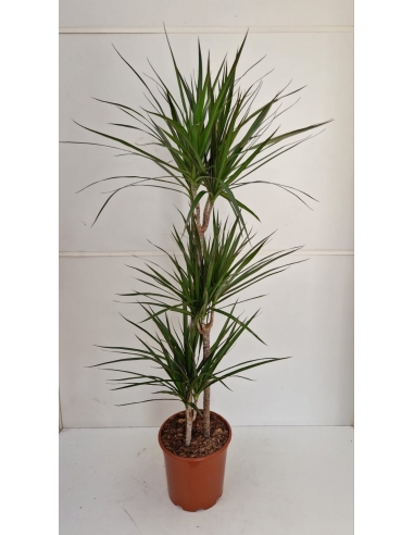 DRACAENA MARGINATA C-21 (30-60-90cm)...