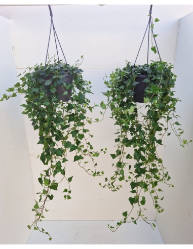 HEDERA VERDE C-19 (colgador)...