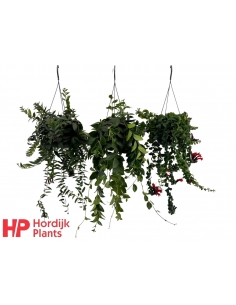 AESCHYNANTHUS MIX C-17...