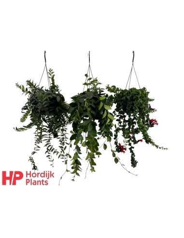 AESCHYNANTHUS MIX C-17 (alt: 35cm /...