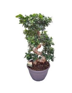 FICUS GINSENG C-30 (altura...
