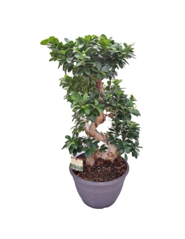 FICUS GINSENG C-30 (altura total:...