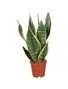 SANSEVIERIA TRIFASCIATA...