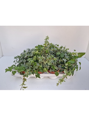 HEDERA MIX C-13 (alt: 20cm)...