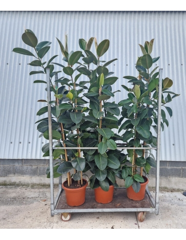 FICUS ROBUSTA C-35 (alt: 185cm+)...