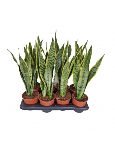 SANSEVIERIA C-14 (alt:...