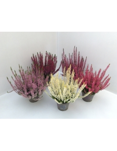 CALLUNA GARDEN GIRLS MIX...