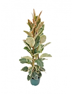 FICUS TINEKE TRIPODE C-23...