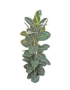 FICUS ROBUSTA TRIPODE C-23...