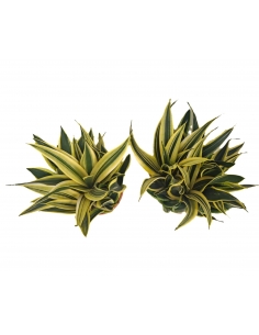 SANSEVIERIA CANNARY TARRINA... 2