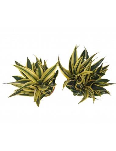 SANSEVIERIA CANNARY TARRINA C-27 (alt...