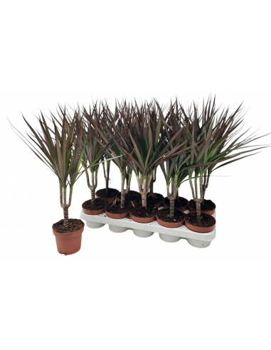 DRACENA MARGENTA C-12 (30cm)...